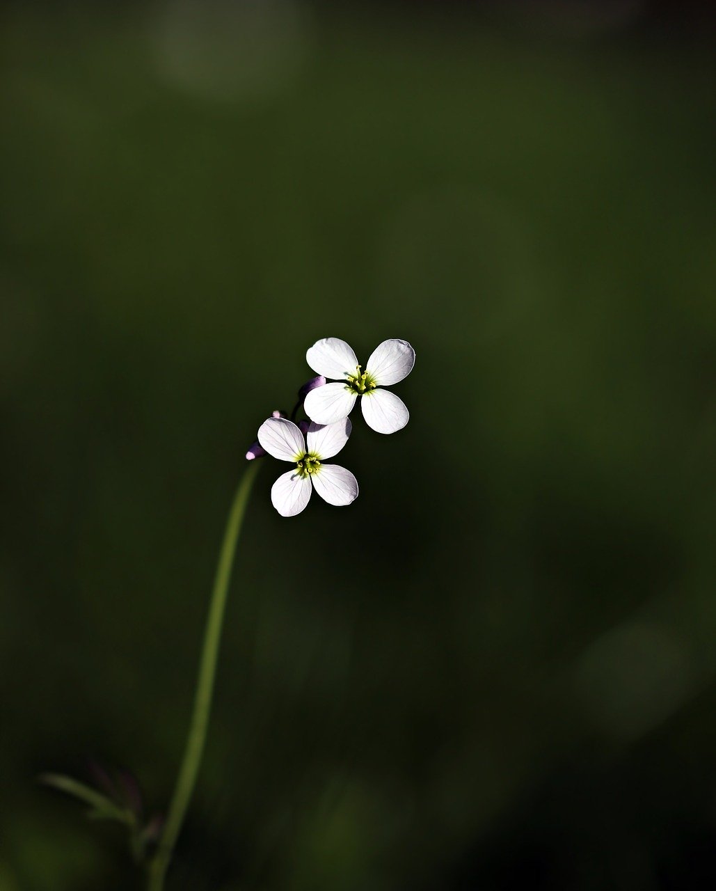 wild flower, pointed flower, flower